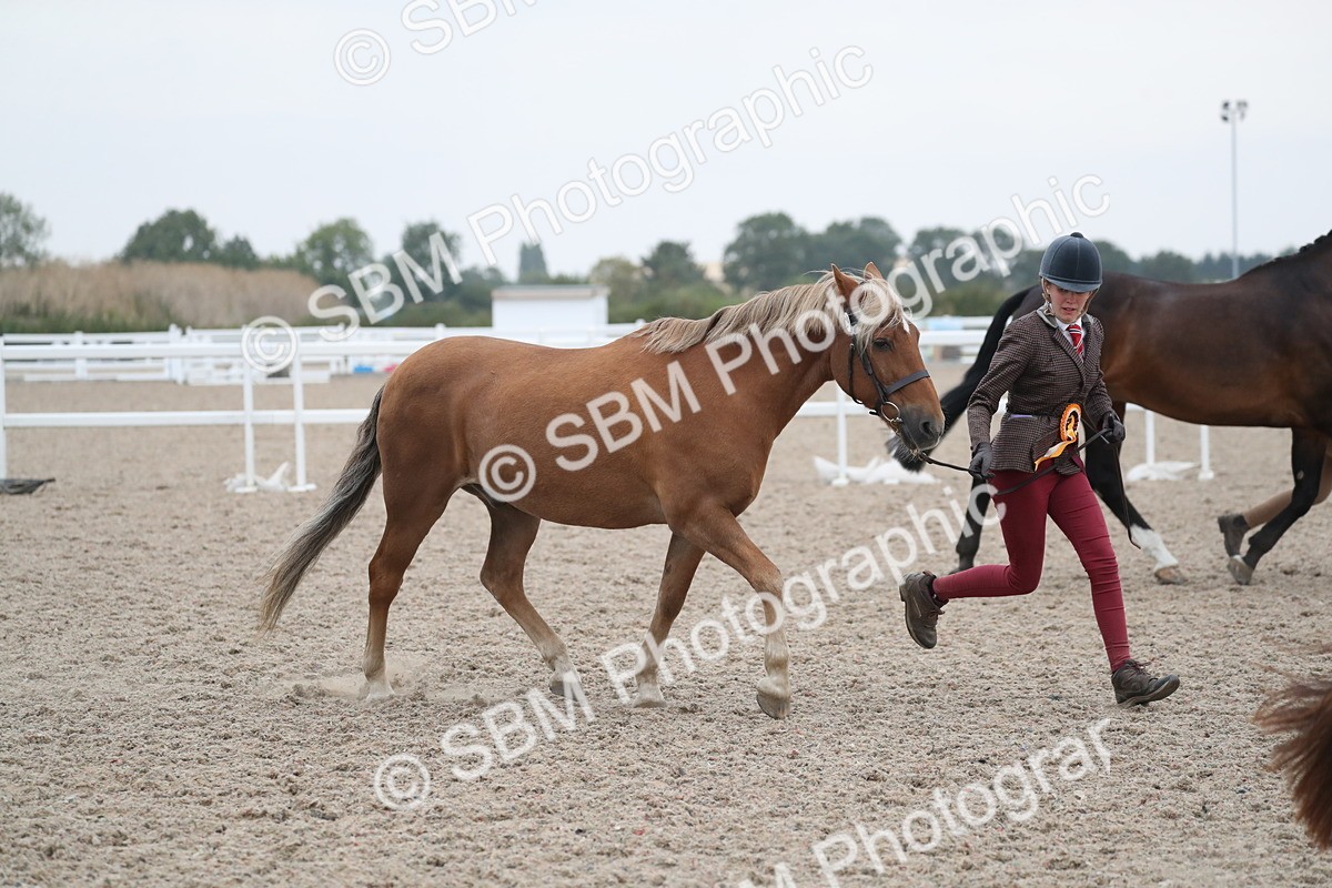 SBM_18432 - Class 318 IH Part bred Horse/Pony