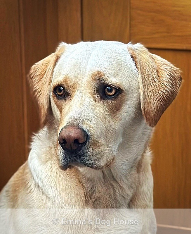  - Pawtraits