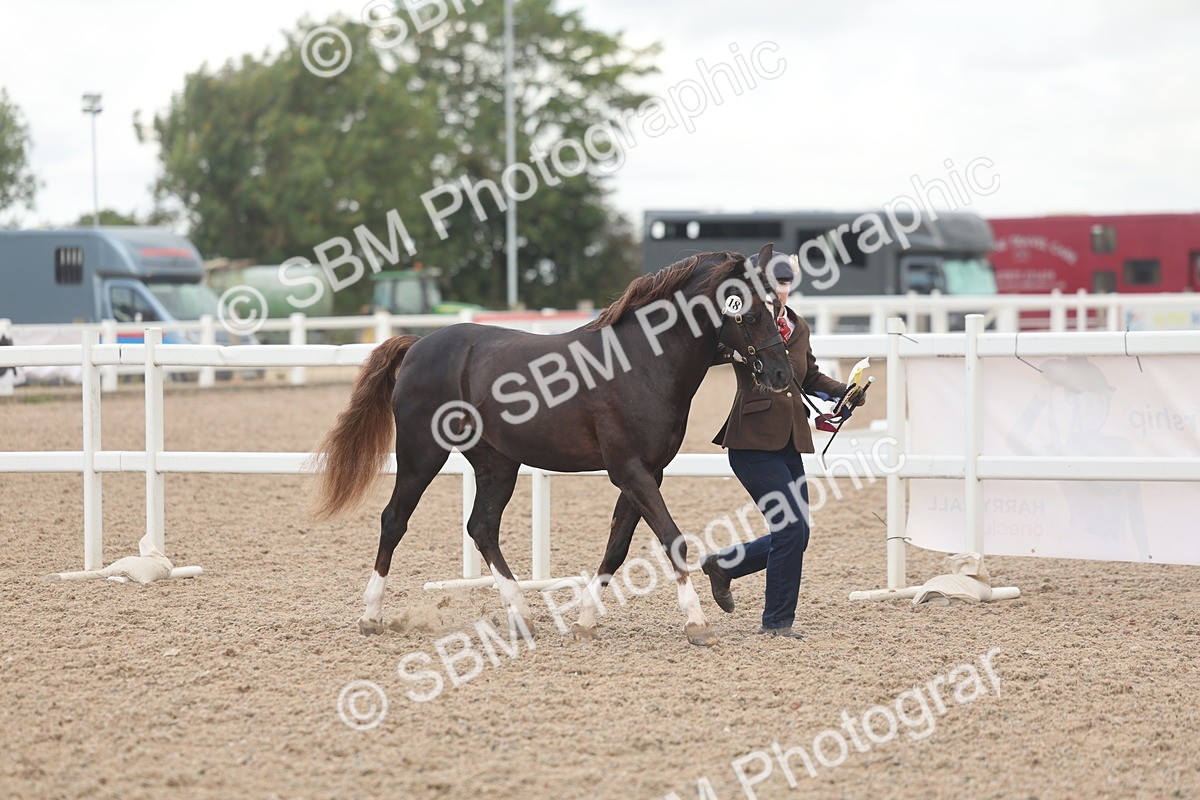 SBM_03312 - Class 16 - IH M&M Wildcard