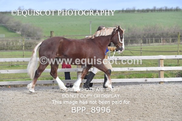 BPP_8996 - RING 2 - M&M