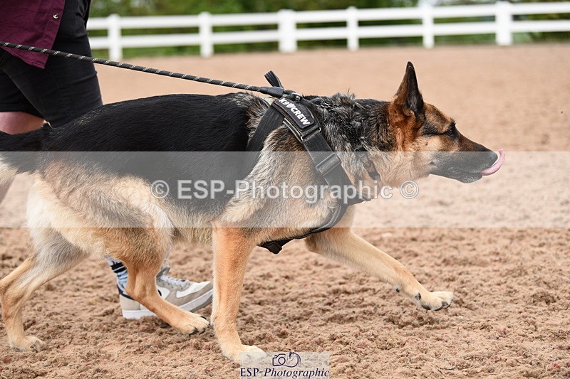 240518A-121046-01115 - Cls 3 Handsomest Dog