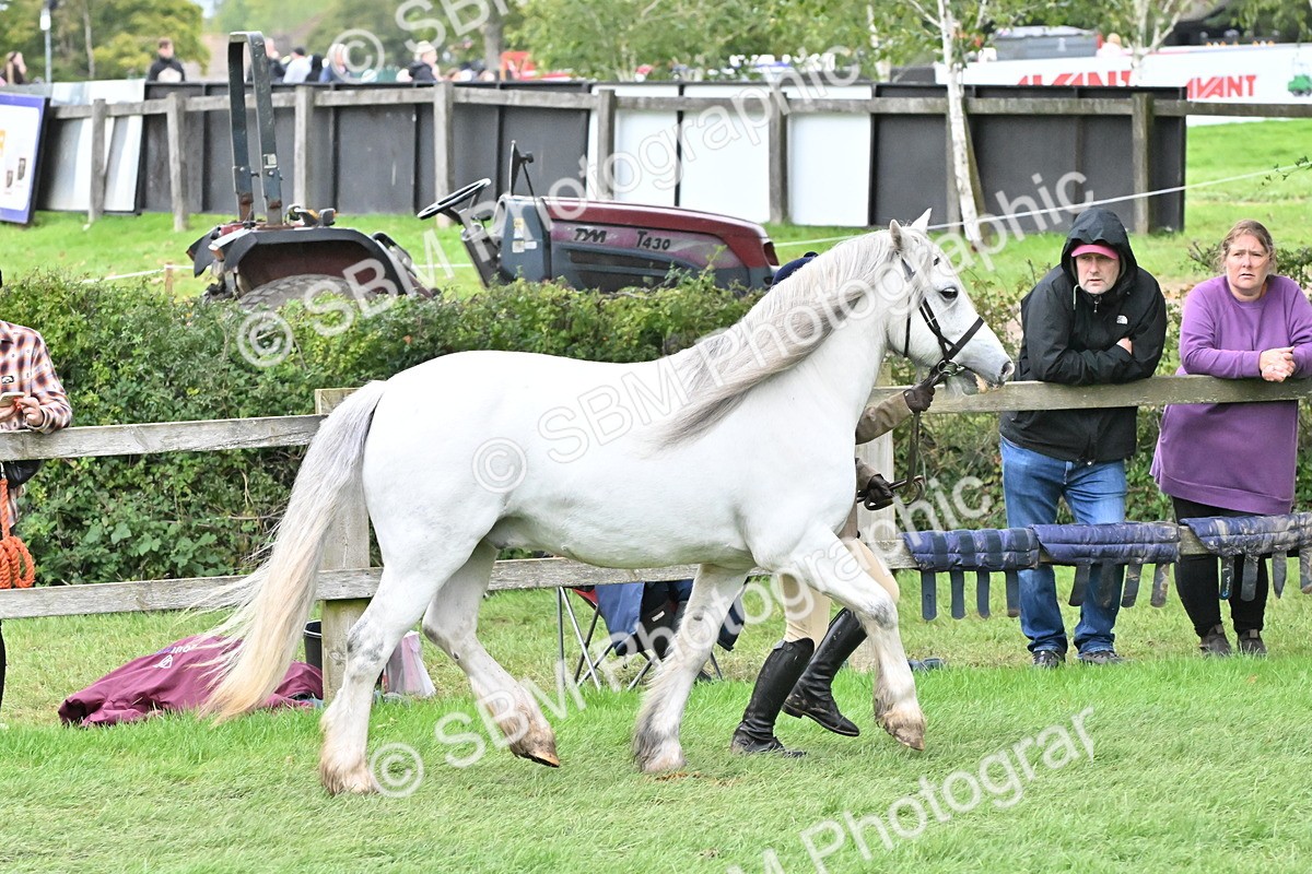 SBM_68541 - S42 - Junior Handler 9-12 Years