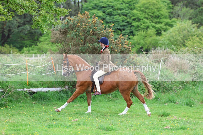 3E7A2011 - Class 10: Ridden Sports Horse