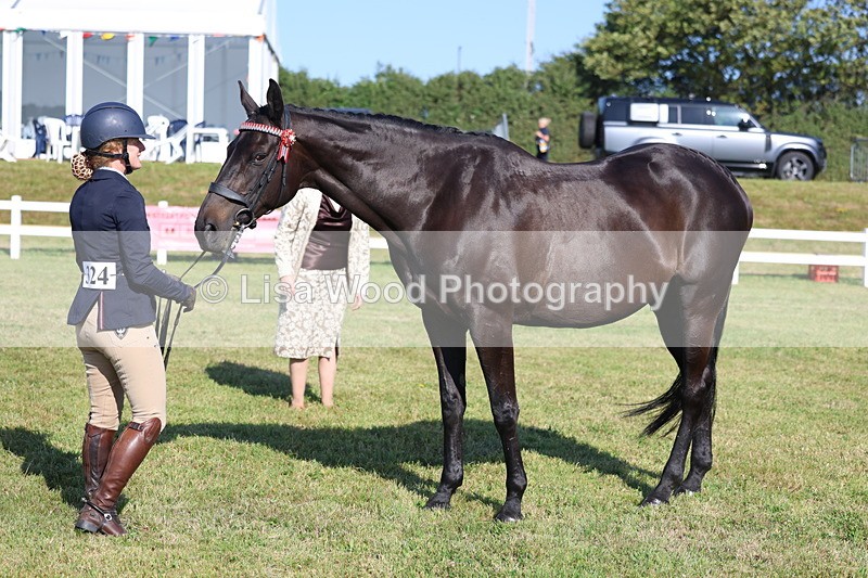 3E7A5720 - Class 2: Rising Star Large Hack/Riding Horse