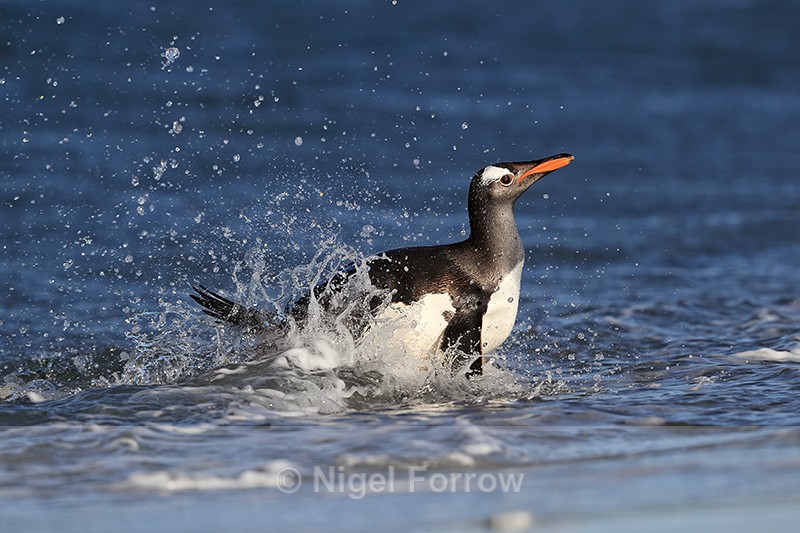 Gentoo Penguin lands late afternoon, Sea Lion Island, Falklands - Gentoo Penguin