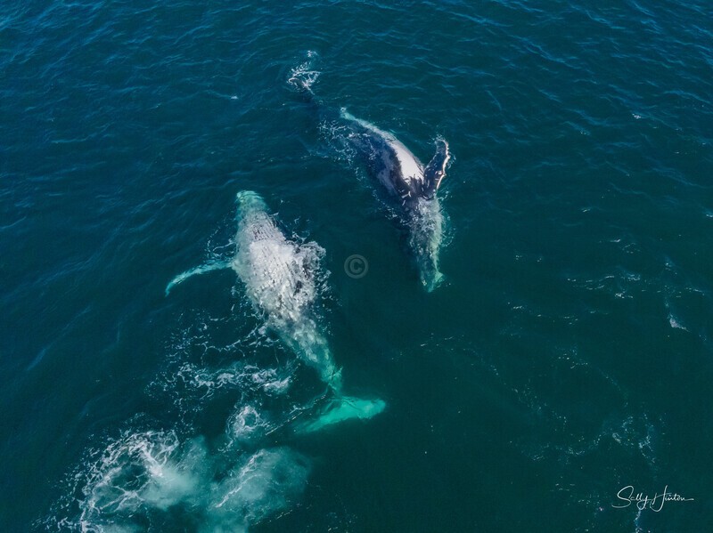 A Pair of Humpbacks Relaxing 2. DJI_0306 - 2025 Drone photos