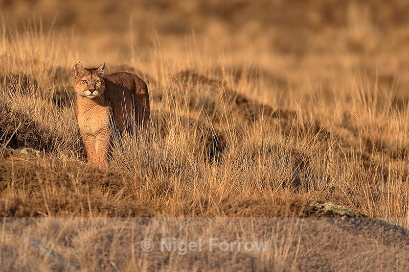 Puma Rupestre, late afternoon sun, Torres del Paine, Chile - Puma