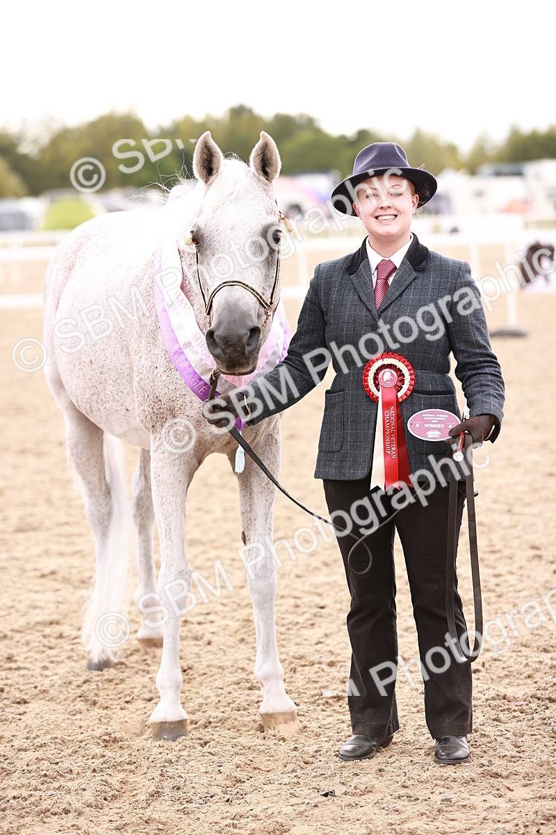 SBM_16243 - Class412 - Handsome Gelding (IH  or Ridden) Adult