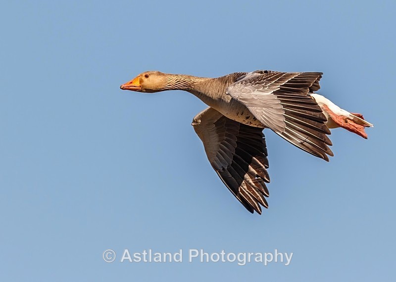 Astland Photography, Bird and Wildlife Images, Susan and Peter Wilson, U.K.