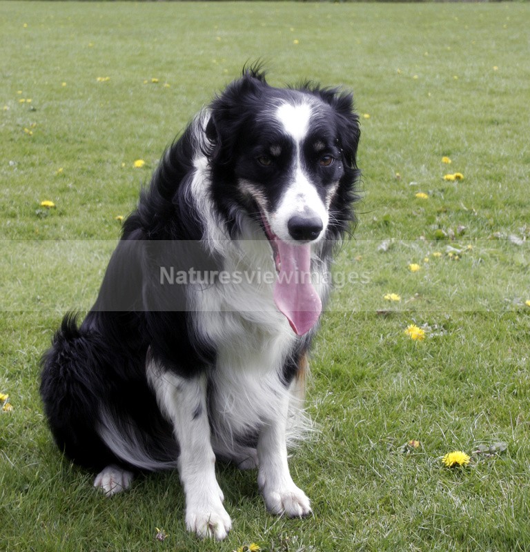 Brin 1 - Pet Photography