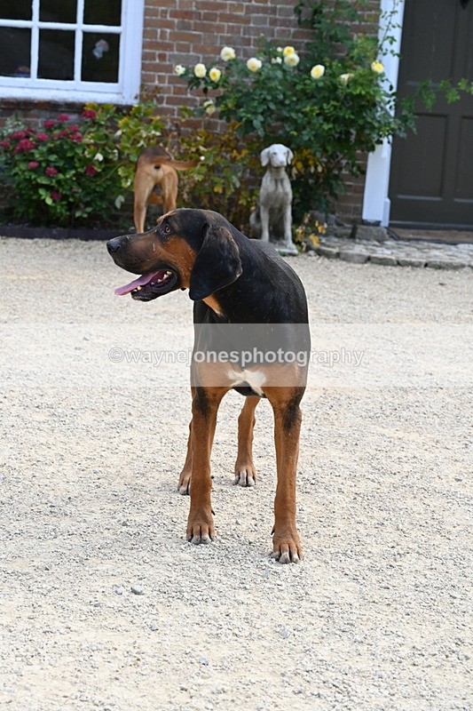 WJ6_3906 - Berks & Bucks - The Old farmhouse - Hound Exercise 20-08-25