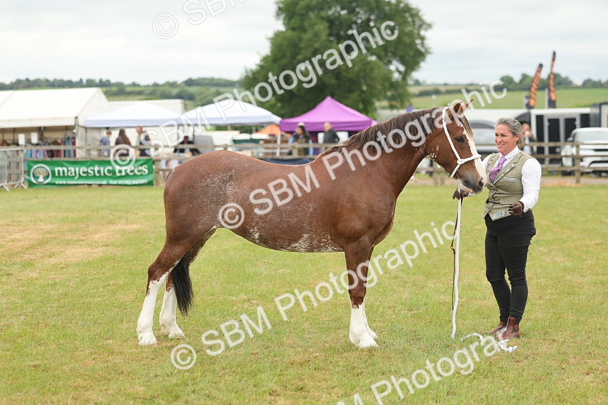 SBM_02400 - Class 50-57 - M&M Welsh Pony In Hand