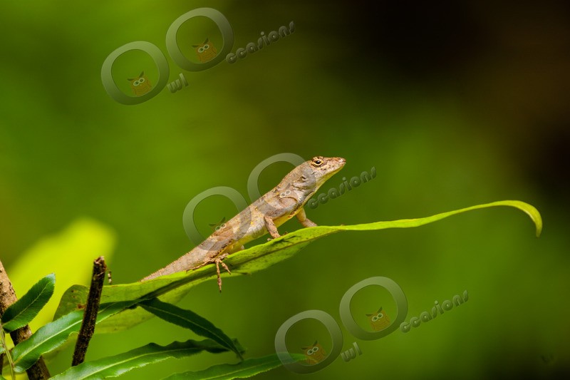 Brown anole Anolis sagrei 0666 - Pet Photography