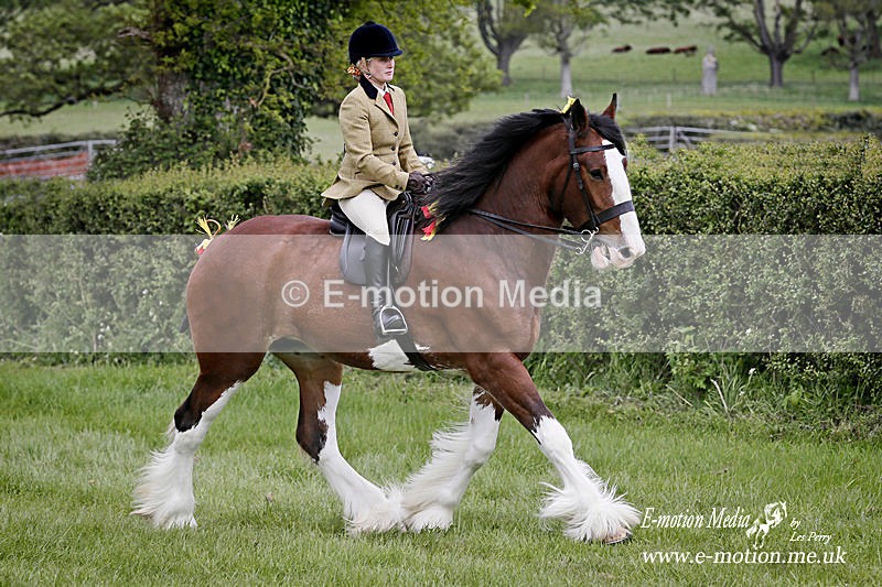 SO050519 1178a - Equestrian