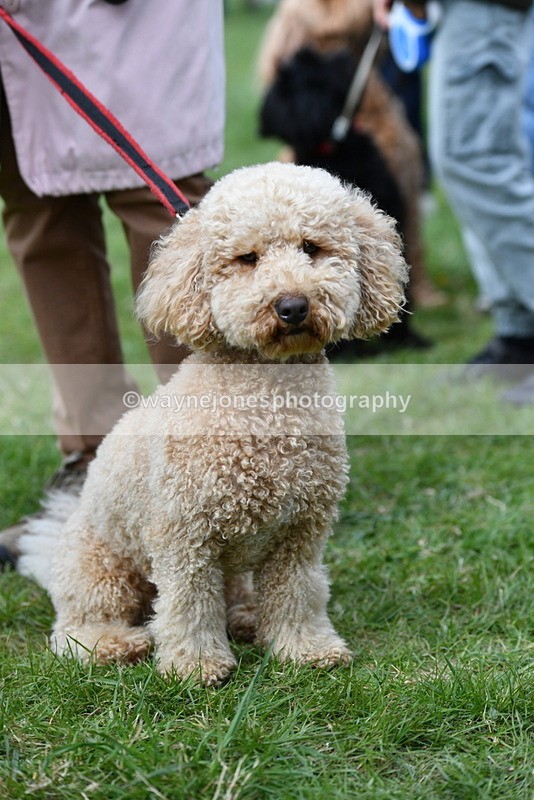 WJ5_9246 - Class 1 Best Cross Breed / Heniz 57