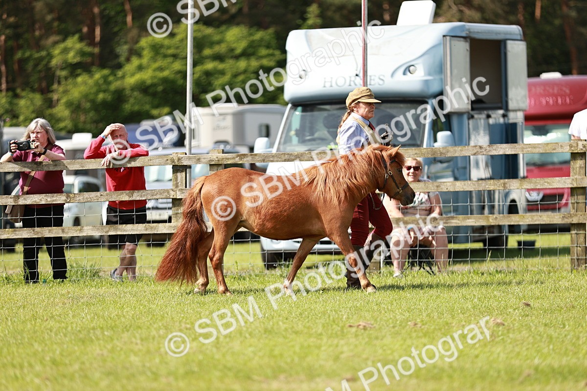 SBM_01734 - Class 14-23 - Mountain & Moorland In Hand Non Welsh