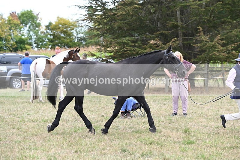 WJ6_6110 - Class 19 In-hand Veterans (Uploaded correct folder)