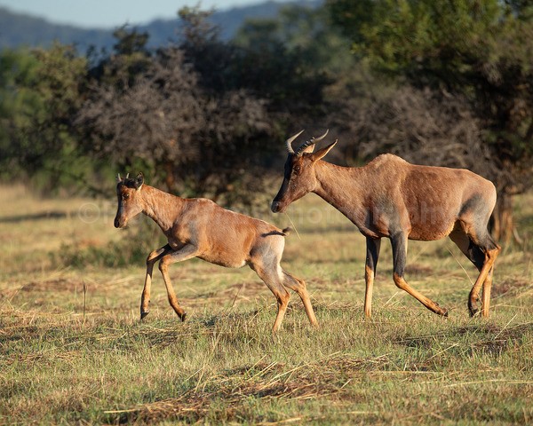 Africa-60 - African Wildlife