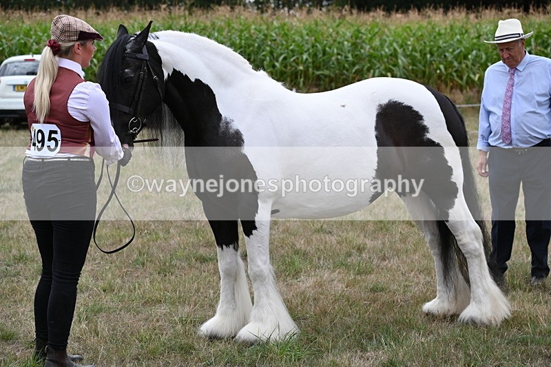 WJ6_5487 - Class 18 In-hand Coloured