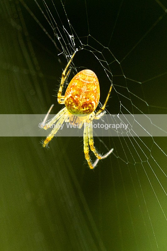 20130921-_MG_5532 - Insects