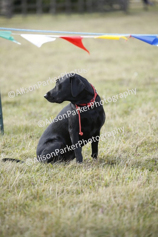 20250831-3911 - Dog Show