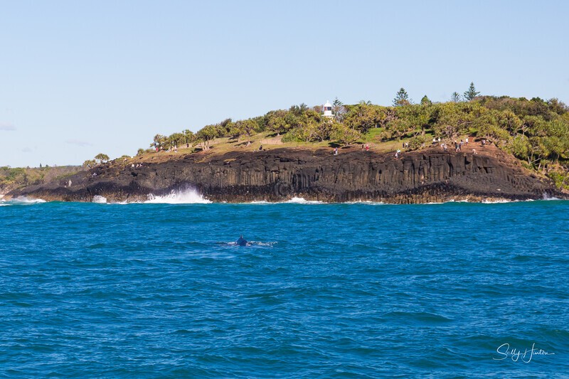 Fingal Head Whale 2_16A1494 - 2025 Whales