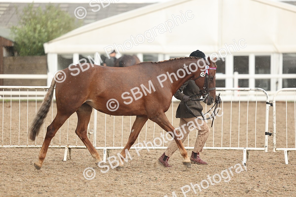 SBM_07717 - Class 27 - IH Competition Horse/Pony