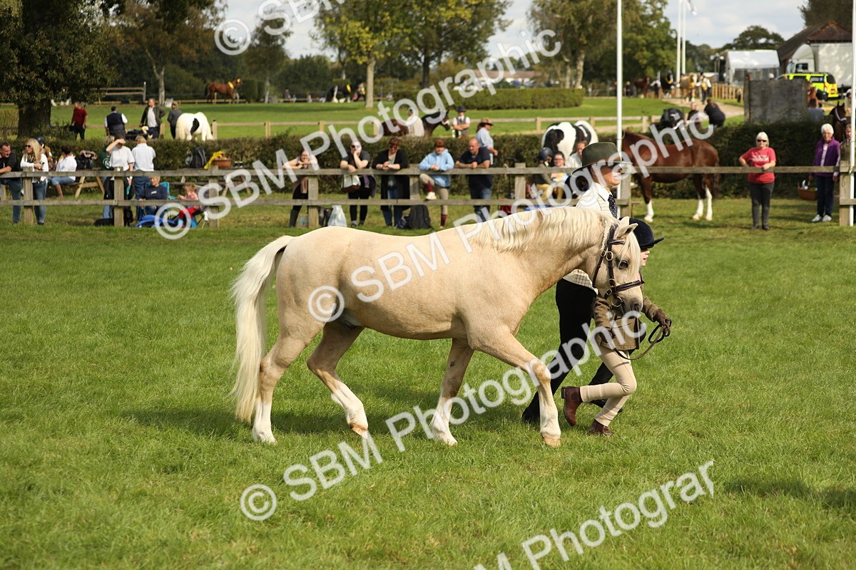 SBM_62777 - S46 - Mountain & Moorland In Hand Small Breeds