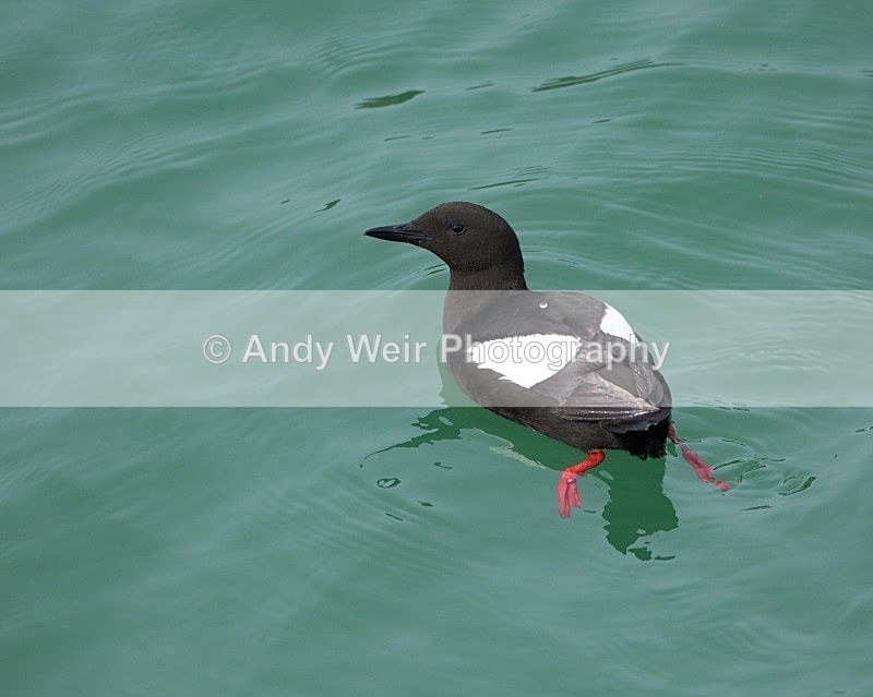 20110614-IMG_4653 - Guillemots