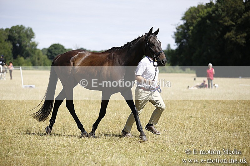 _C7A9768 - BVRC Sow 2018 Ring 2