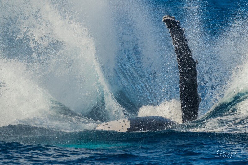 HB 40 ton Splash 3. 0A3A5910 - Copy - 2025 Hervey Bay Whales