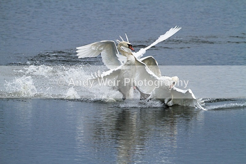 20121001-_MG_0550 - Swans