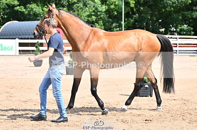 240718A-105243-01069 - Trot Up 11am to 12pm