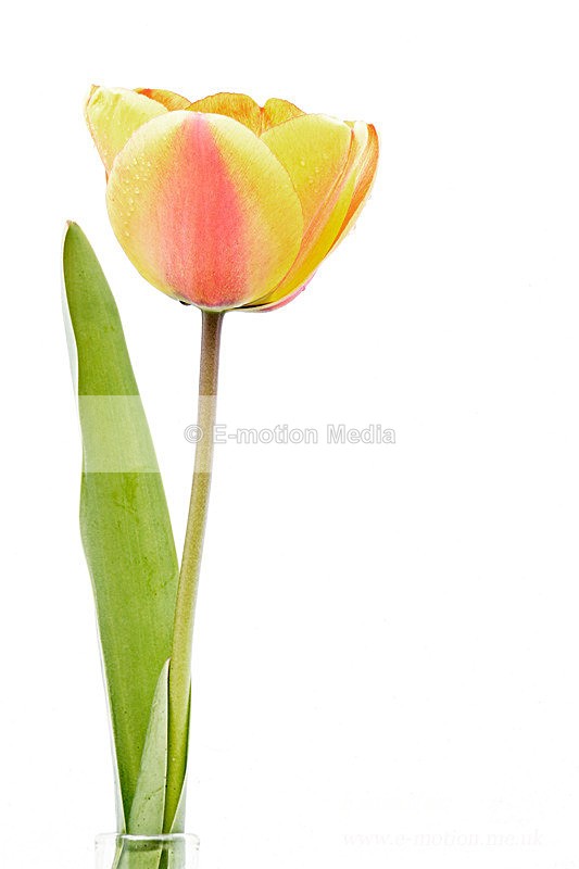 060420 -185761a - Nature