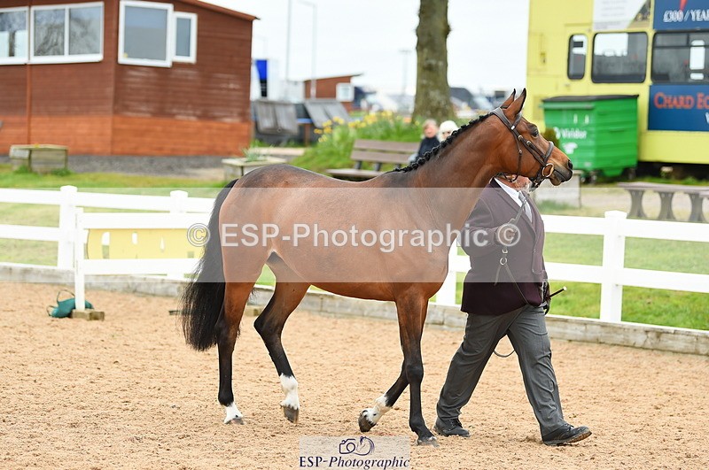 230416A-135946-04711 - Cls 46+43 In Hand Warmbloods and Foreign
