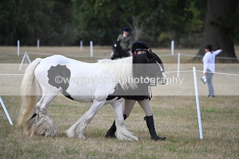 WJ6_6403 - Class 20 In-hand Cob