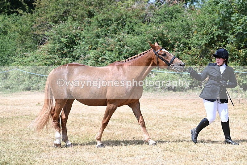 WJ7_1990 - Class 4a Prettiest Mare 14.2hh and over hand