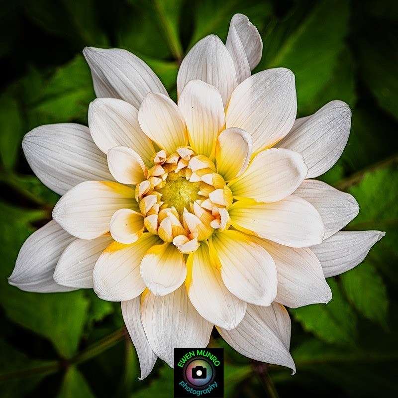 GL-08-Garden Dahlia - 'GLOW' - Colour