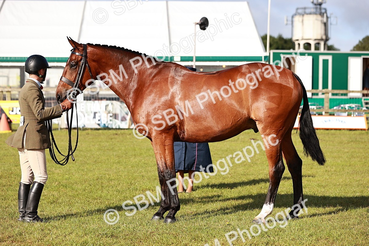 SBM_10807 - Class 81-84 - RIHS Ridden hunters Inc Ladies Hunter