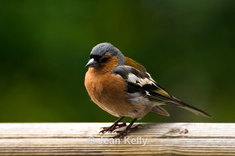 Chaffinch - 9093 - Birds