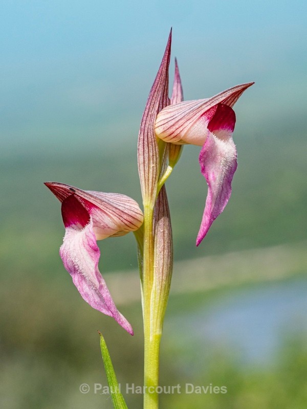 Tongue Orchid (Serapias lingua)  - Gargano - Wild Orchids