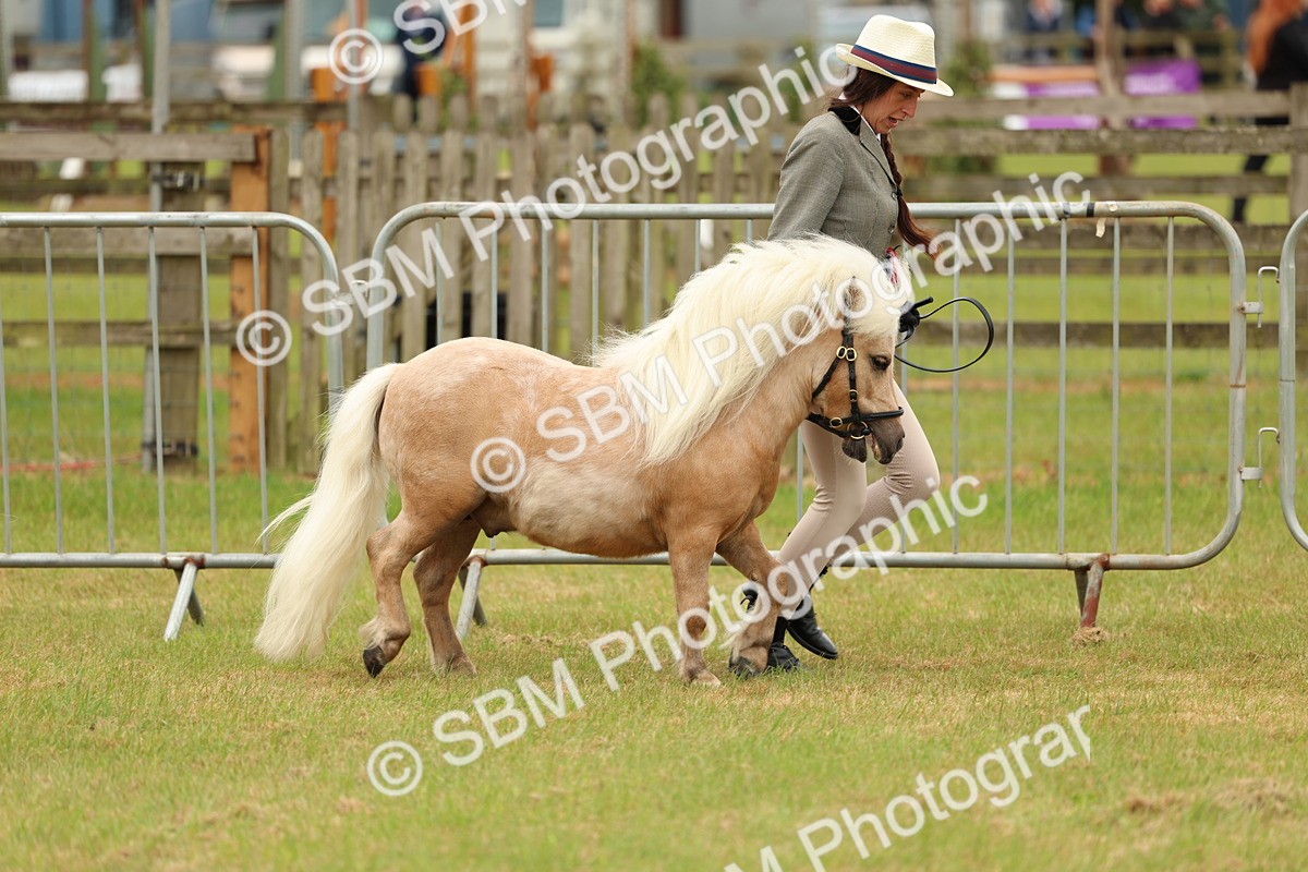 SBM_03497 - Class 58-67 - M&M Non Welsh Pony In hand