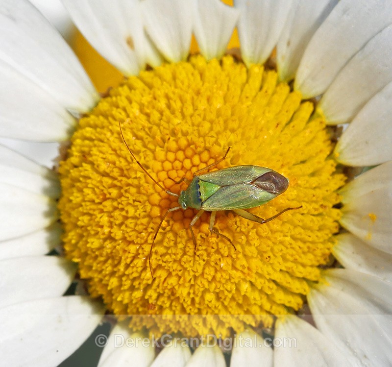 Potato Bug Closterotomus norvegicus - Bees, Beetles, Bugs