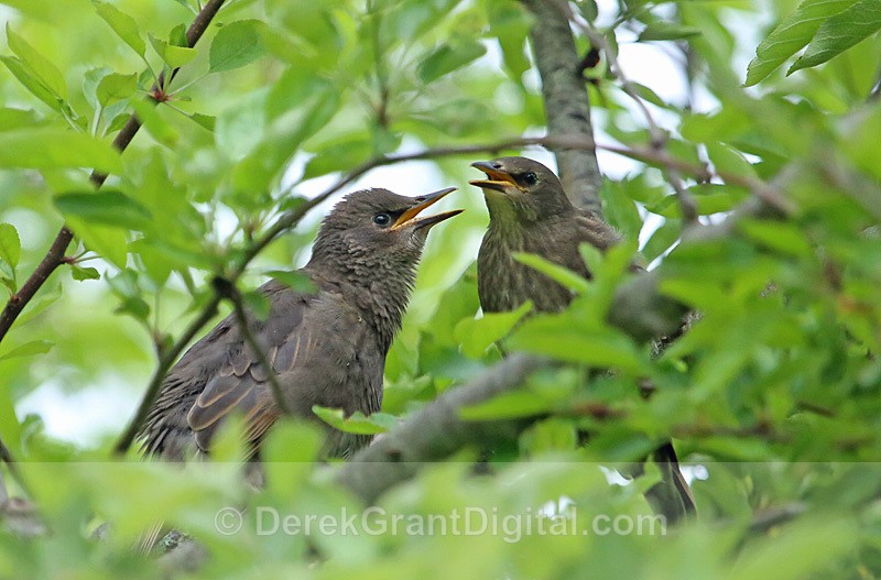 Quiscalus quiscula Fledglings - Birds of Atlantic Canada