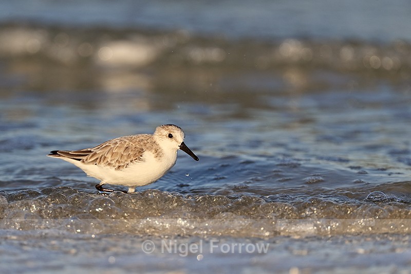 Sanderling wading in the sea, Fort De Soto, Florida - Sanderling