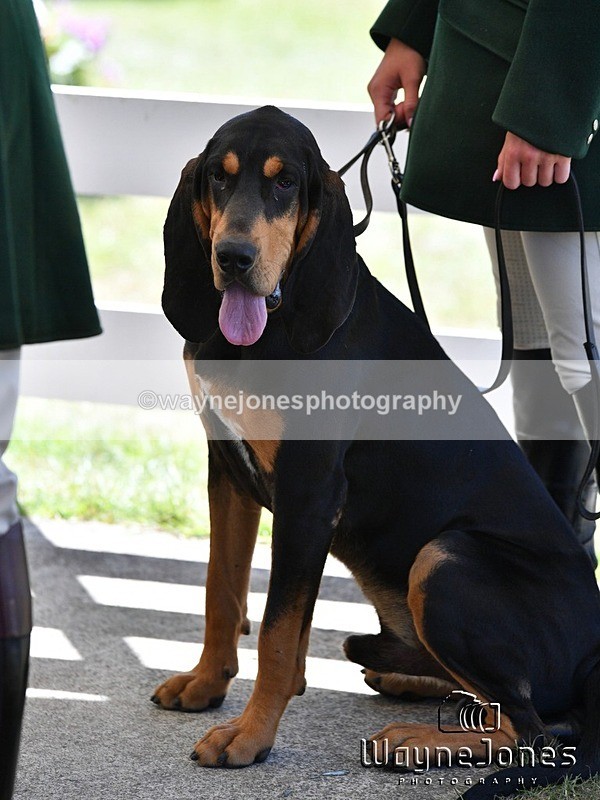 WJ5_0558 - Berks & Bucks at the Great Yorkshire Show 2025