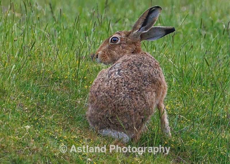 Brown Hare - Latest Images