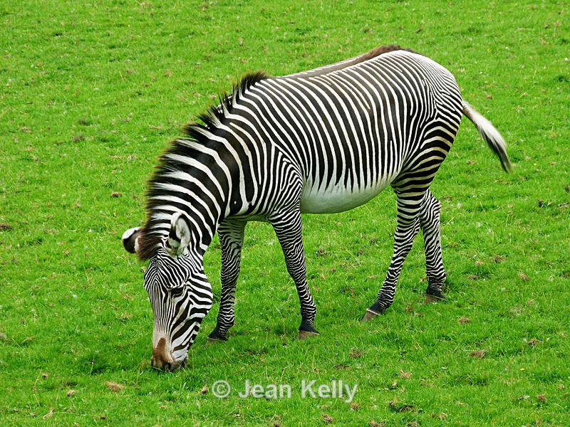 Zebra - P1070496 - Equine