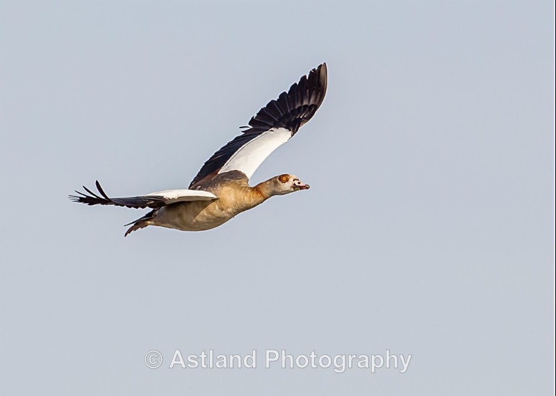 Astland Photography, Bird and Wildlife Images, Susan and Peter Wilson, U.K.