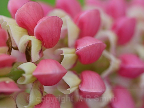 Sideways Lupin - MACRO & CLOSE UPS 2